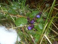 fruehling07 alpengloeckchen im neuschnee am arber